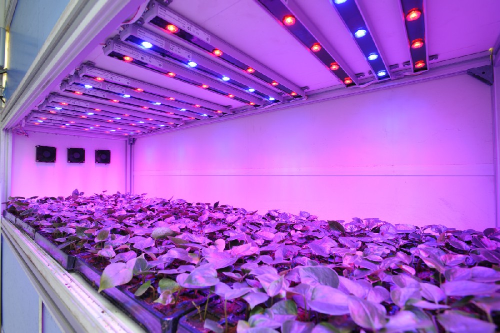 植物生成LED应用.webp.jpg